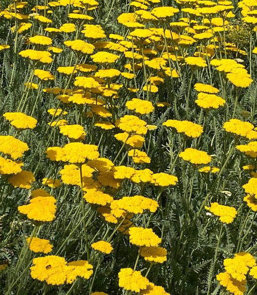 Achillea 'Coronation Gold'